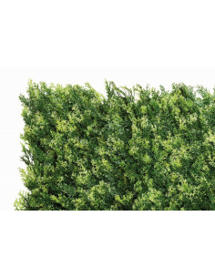 Jardín Vertical Thuja 100 x 100 ( 1m2)
